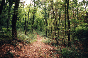 sentiero_selva